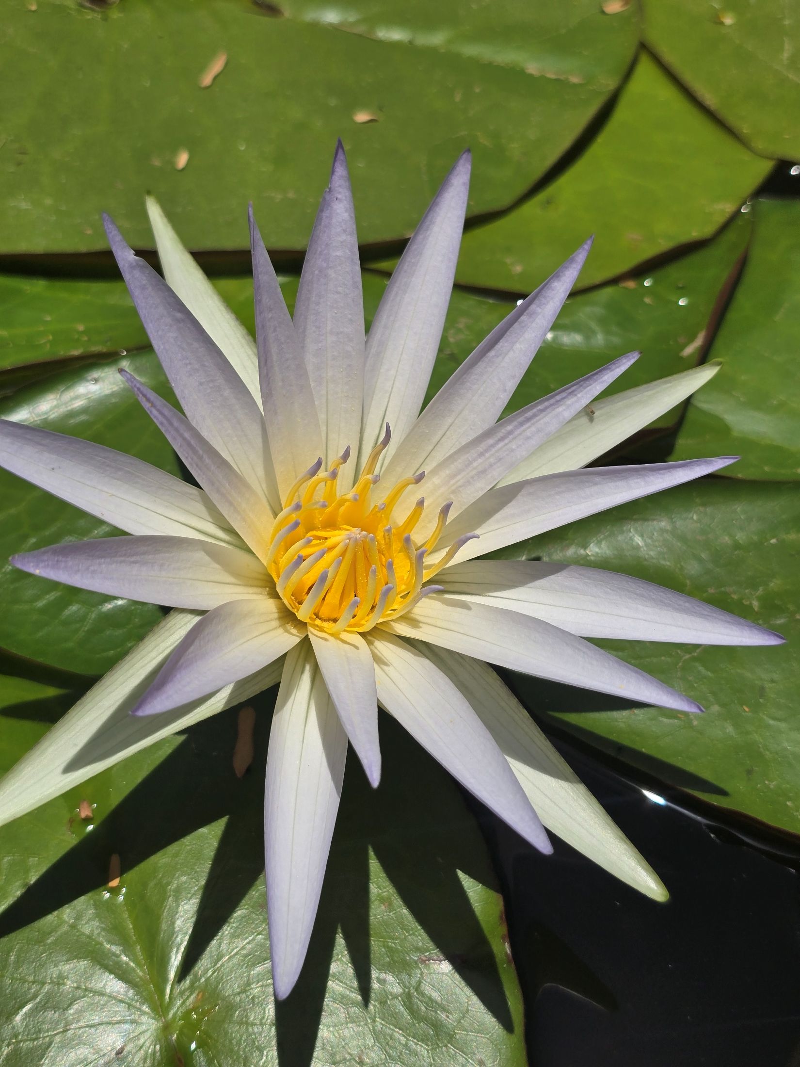 An open Nymphaea caerulea blue lotus, pale blue petals around a golden centre, resting on lily pads.